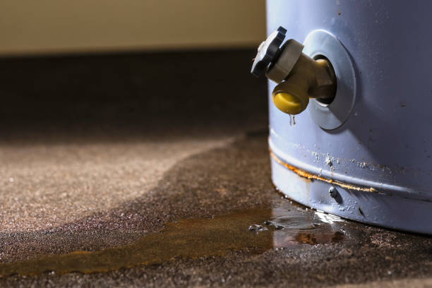 Best Mold removal after water damage  in Palmetto Bay, FL