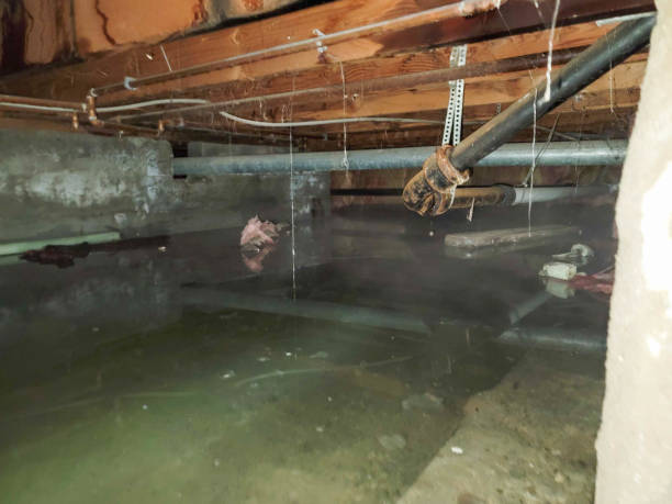 Best Flood restoration services  in Palmetto Bay, FL