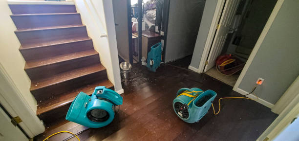 Best Professional water damage repair  in Palmetto Bay, FL