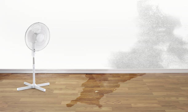Best Ceiling water damage repair  in Palmetto Bay, FL